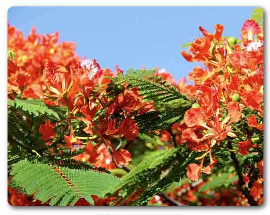 Delhi State tree, Flamboyant, Delonix regia
